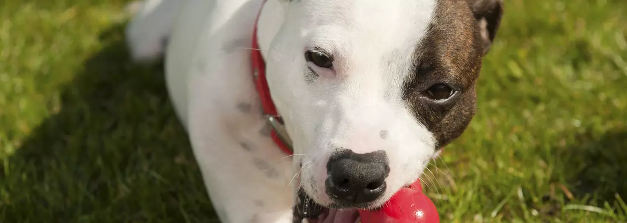 Staffordshire bull terrier Casey at Thirsk adoption centre