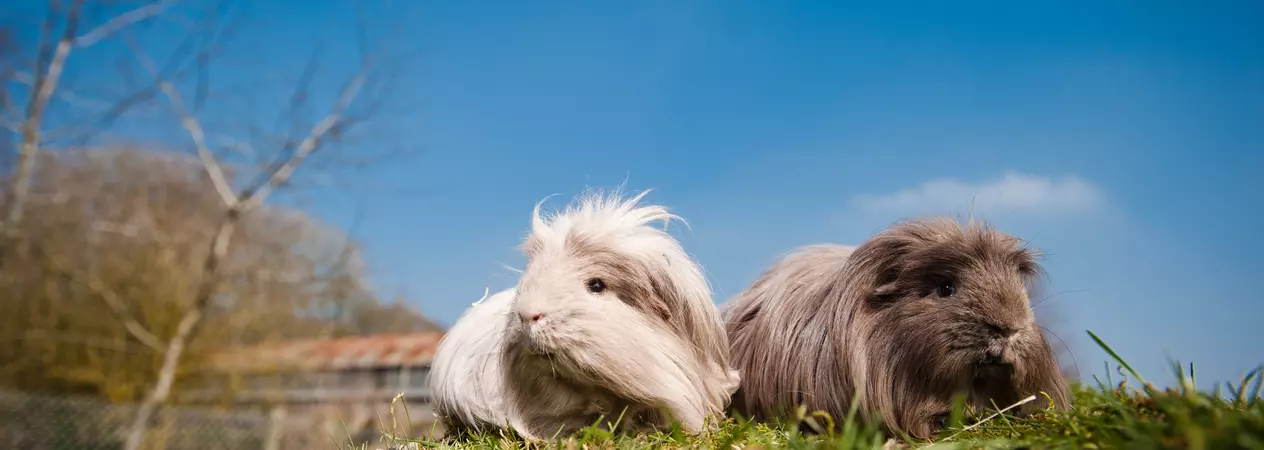 Guinea pig introductions 4