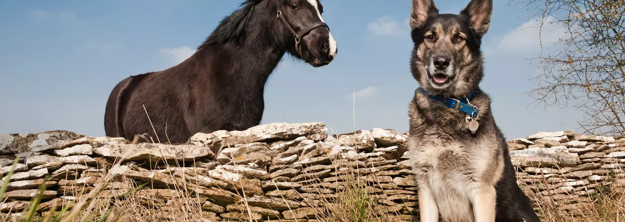 Dog Spud sits in front of pony Tas