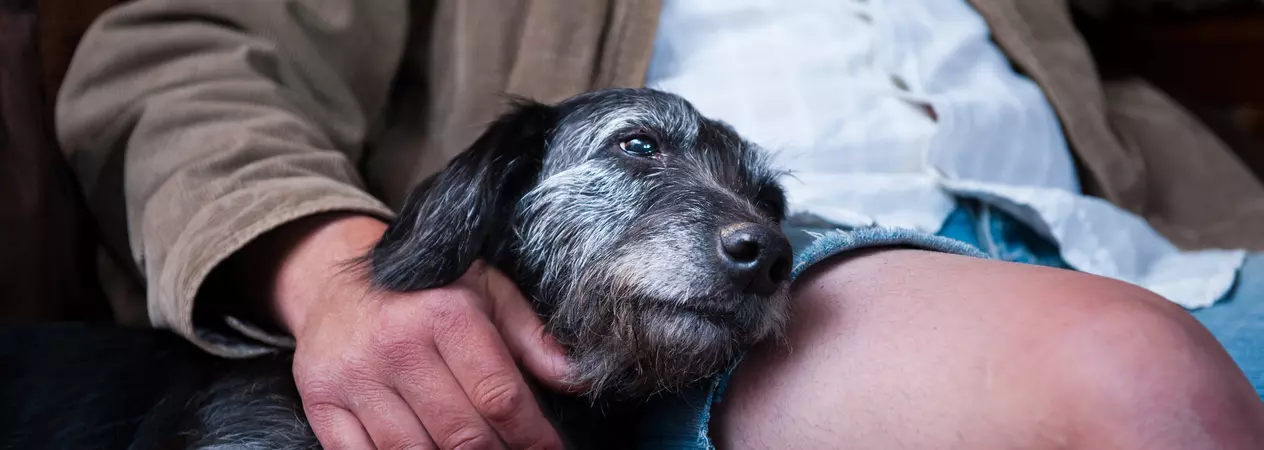 Bedlington terrier cross Brandy with her new owner