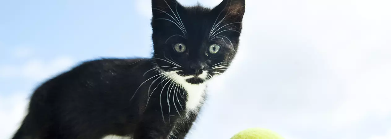 Kitten Hugo at Lewknor adoption centre