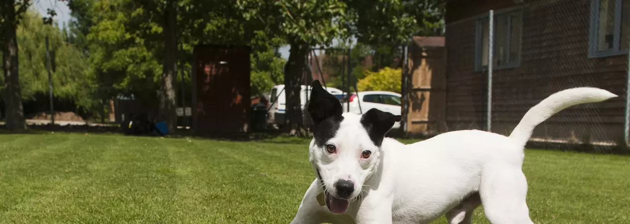 Jack Russell terrier cross Todd at Lewknor adoption centre