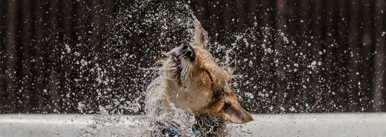 A dog cools down in a paddling pool and splashes water around him