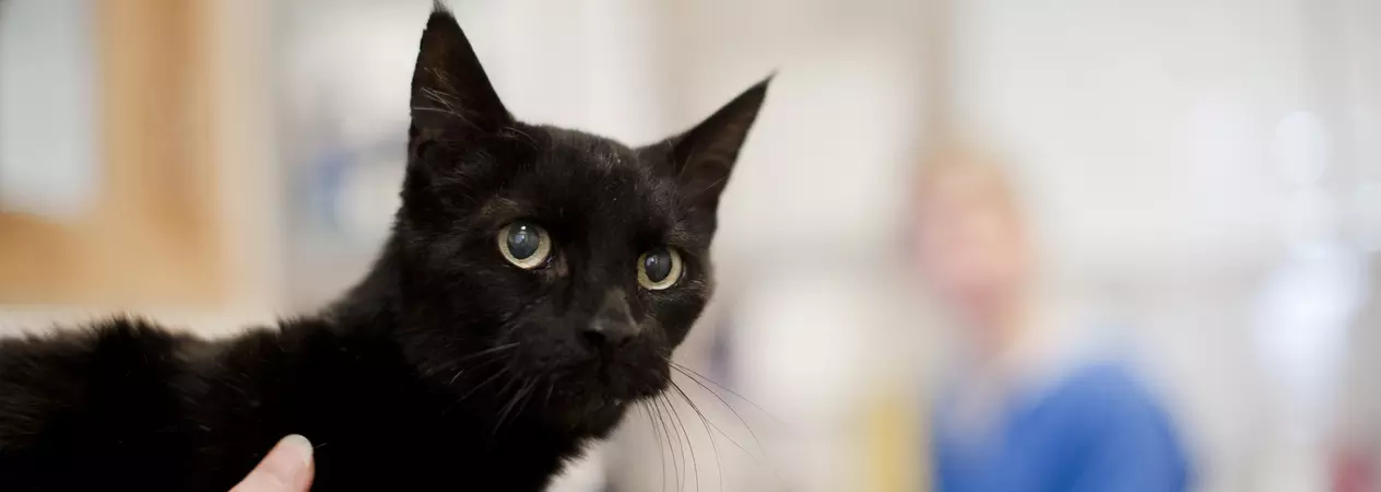 Cat Blobby in clinic at Victoria hospital