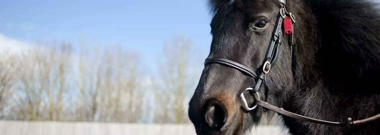 Pony Zara at Burford rehoming centre
