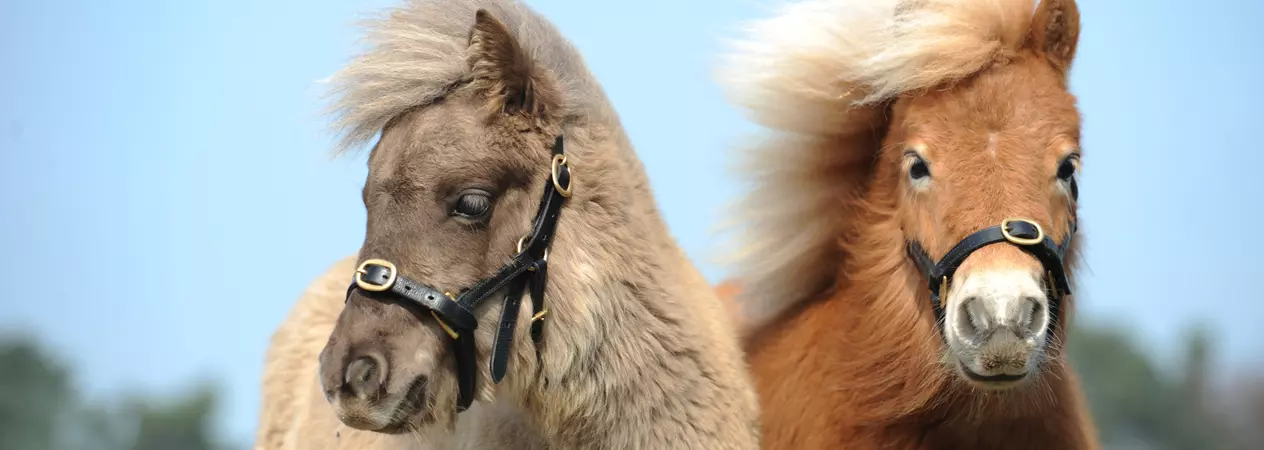Foals Tinker and Peanut B at Rolleston rehoming centre