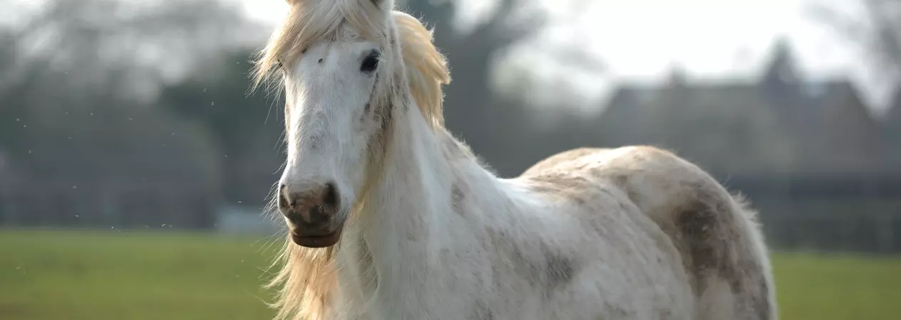 Horse Blue in a paddock at Rolleston rehoming centre