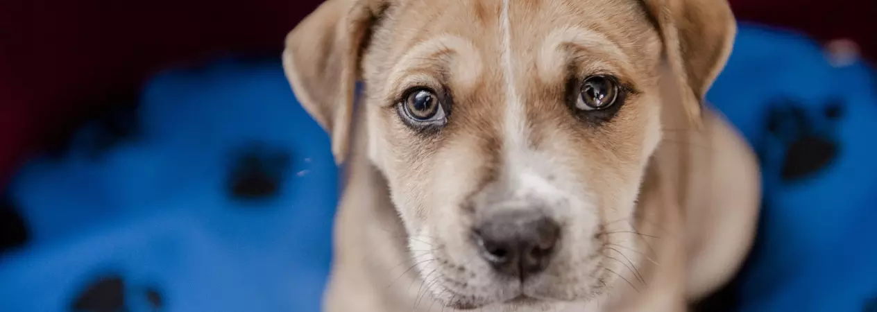 House training your puppy