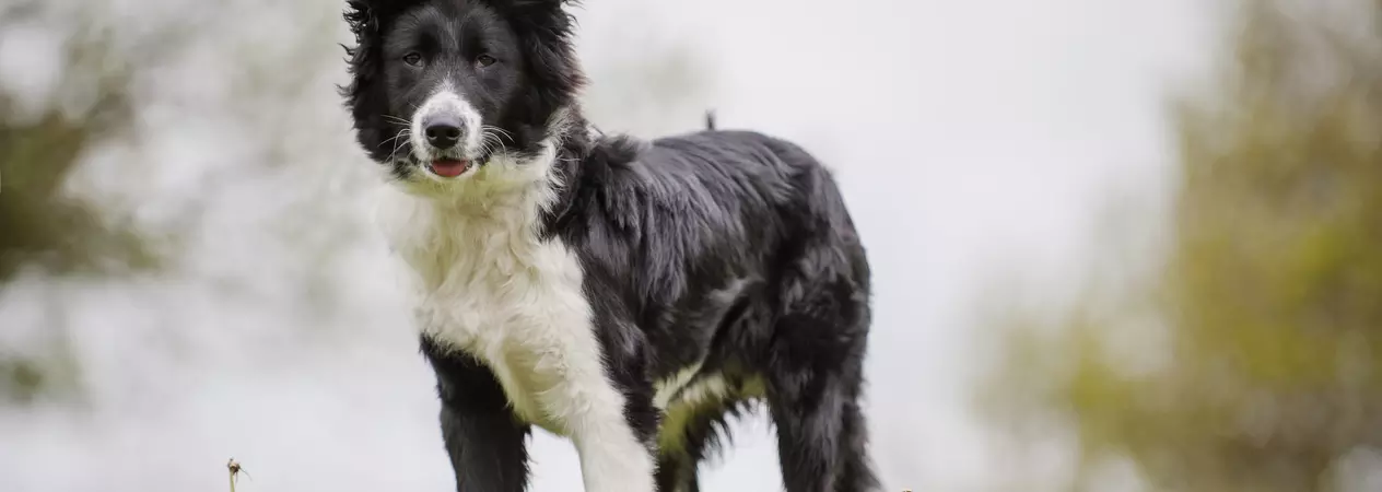 Dog Penny at Tiverton rehoming centre 