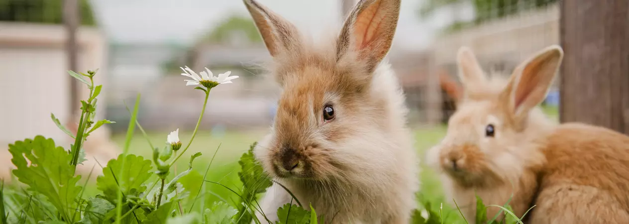 Baby rabbits at Burford rehoming centre