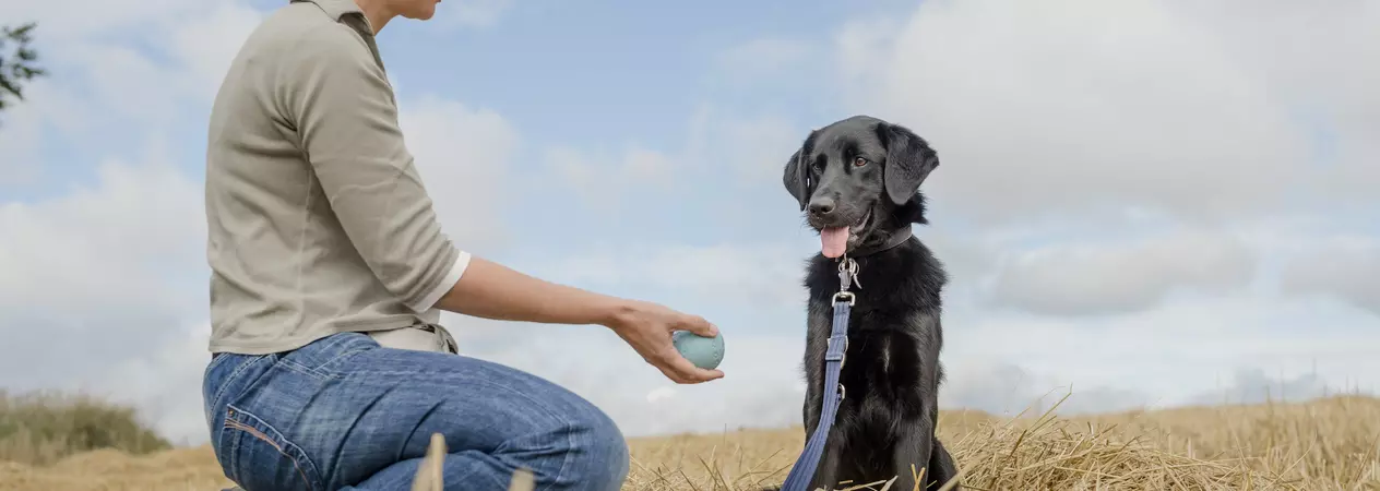 Black dog being trained with ball