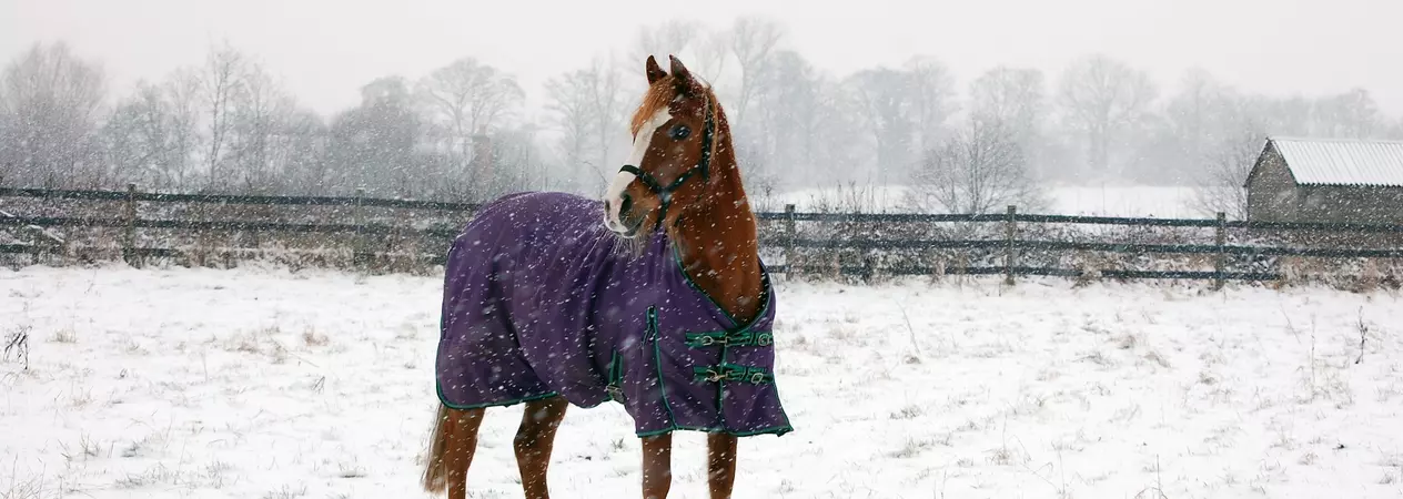 Horse wearing a rug in a snowy field