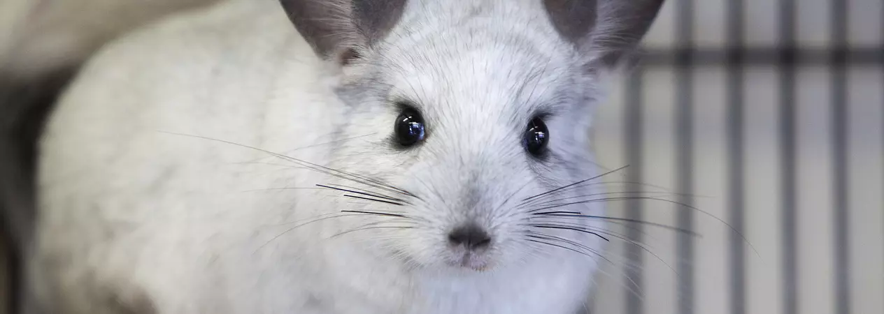 Chinchilla Hoop from Burford rehoming centre