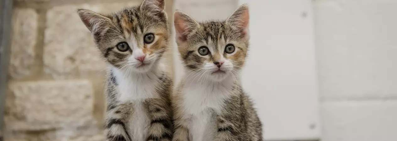 Kittens Crumpet, Croissant and Muffin from Burford rehoming centre