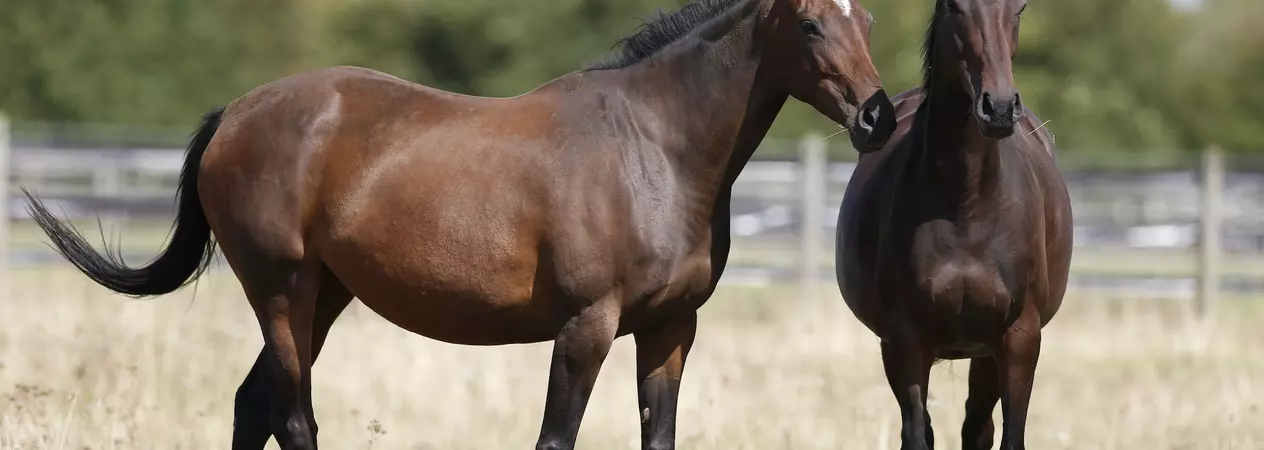 Thoroughbred horses Clover and Heather at Burford rehoming centre