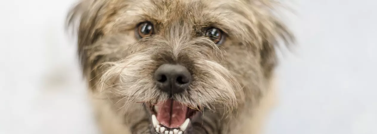 dog glue