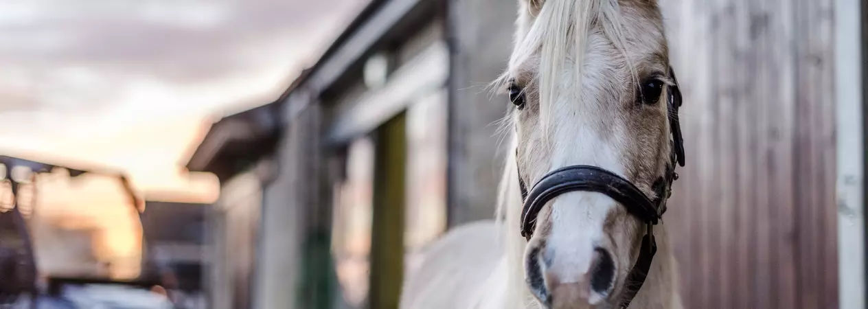 Pony Tizzy at Burford rehoming centre