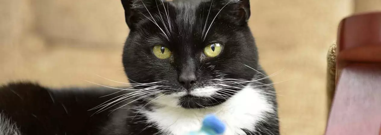Black and white cat