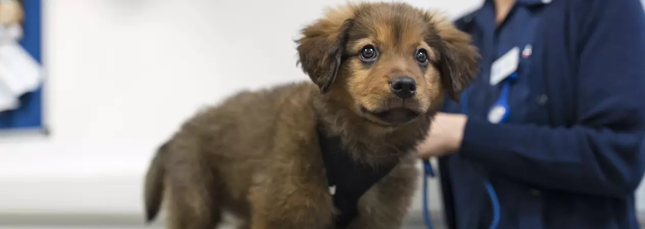 Puppy vax 1