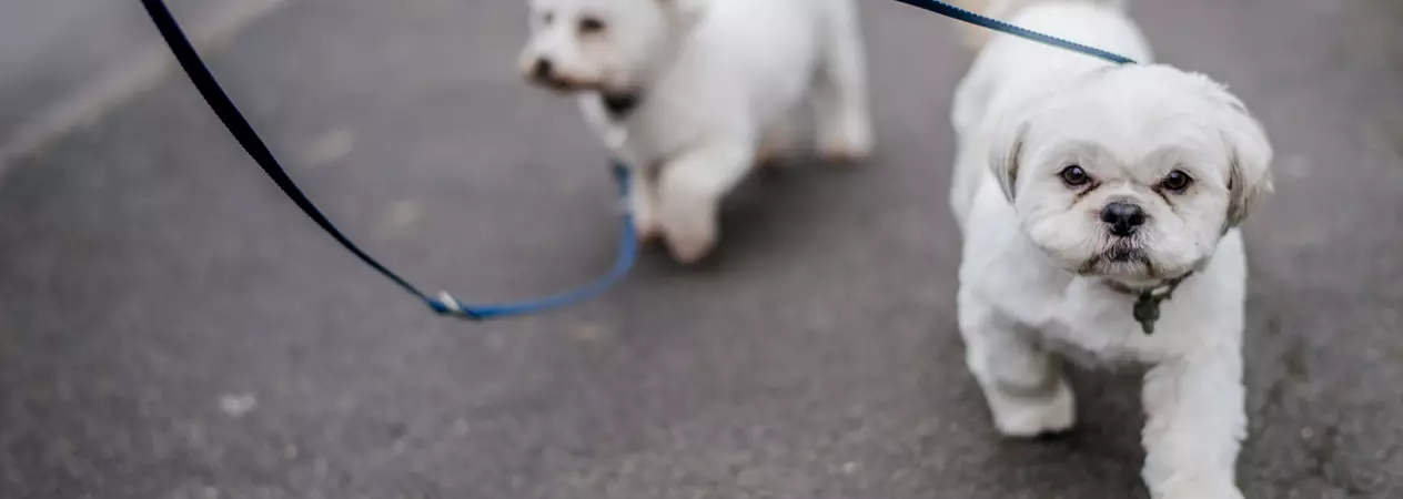 Doris and Edna out walking