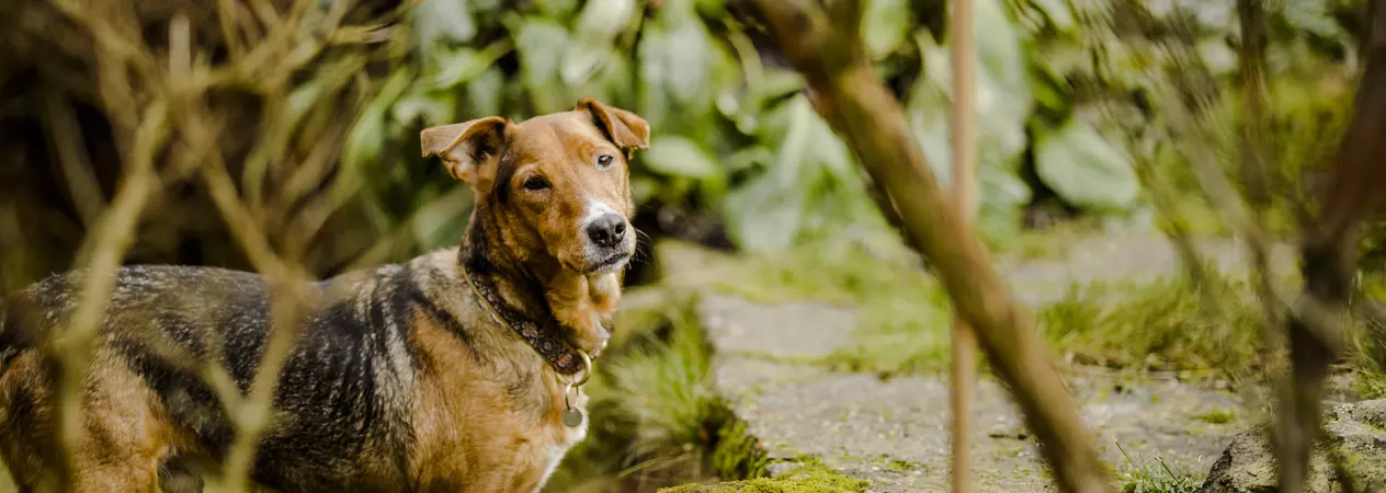 Dog in the woods