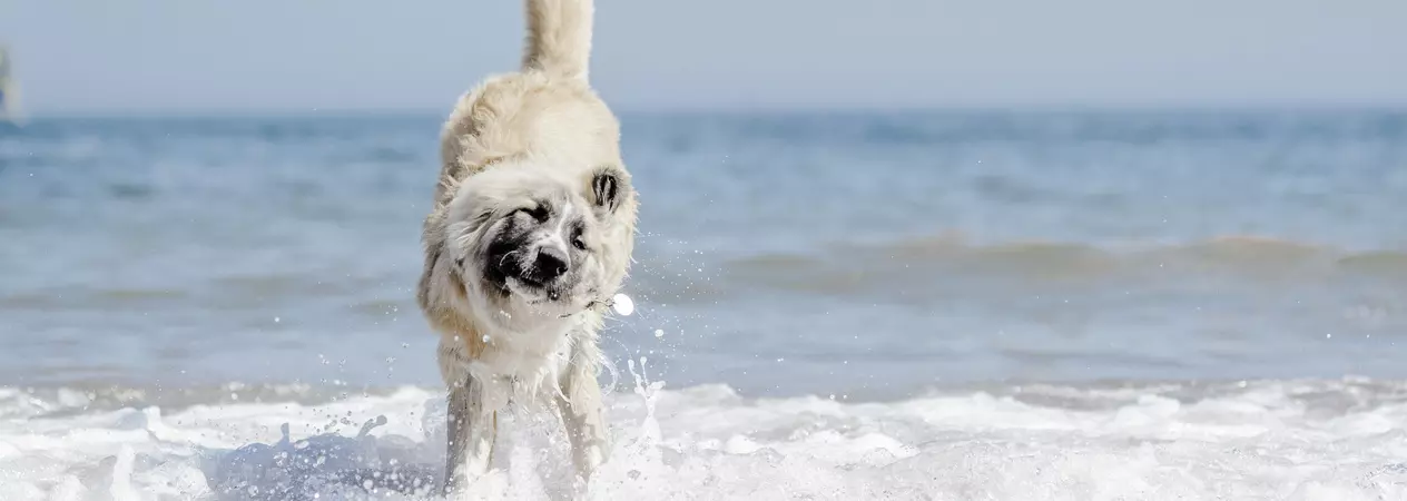 dog at beach