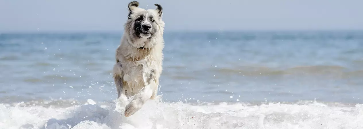 Dog running through the waves on the beach