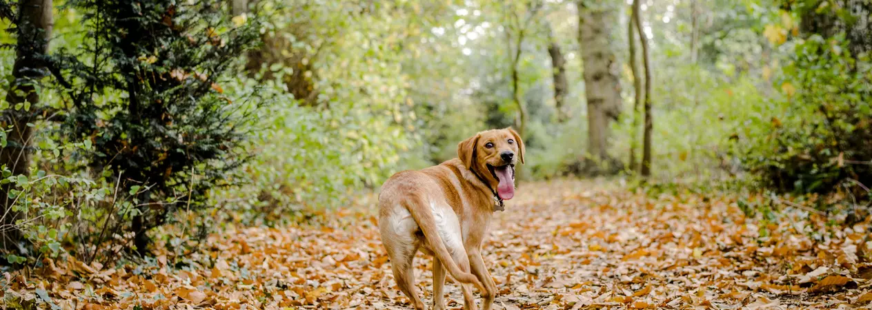 Poppy enjoying a walk through woodland