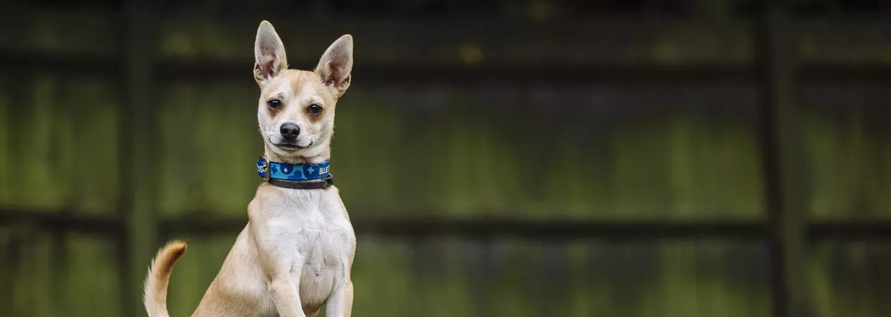 Chihuahua - Toy breed