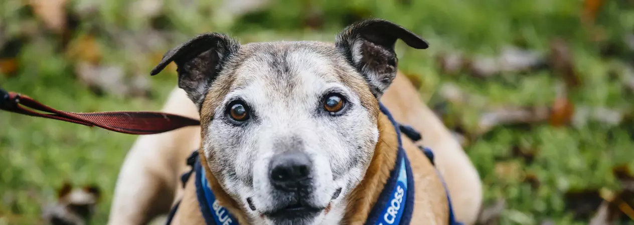 Staffordshire bull terrier in Blue Cross harness