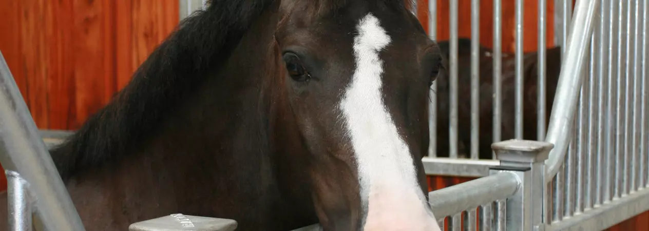 Tom in his stable at the Rolleston equine centre