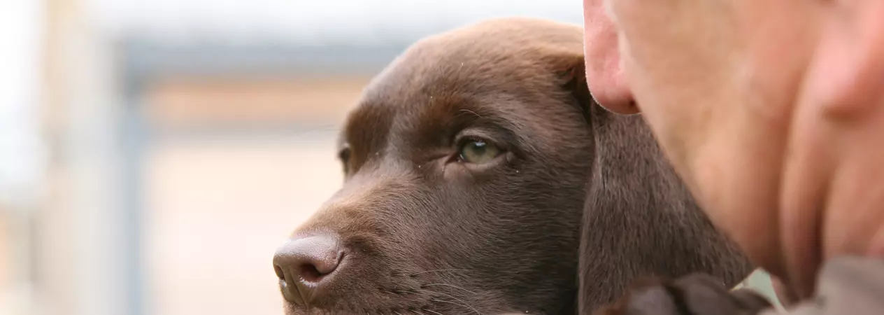 Dave Thomas holding ten-week-old chocolate brown labrador Marley