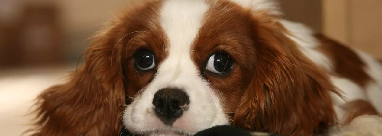 Canine epilepsy