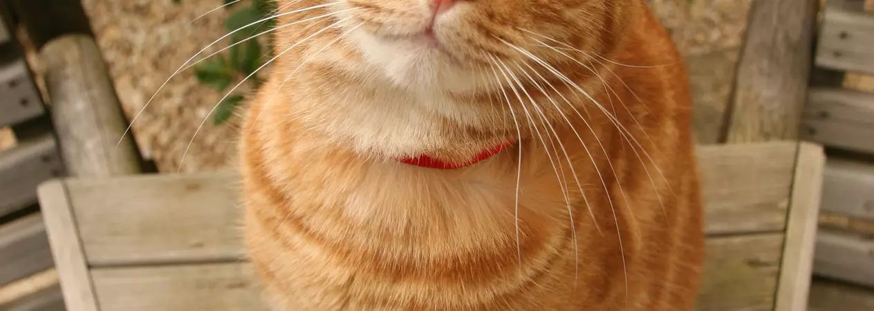 Ginger tabby cat Jaffa, belonging to Burford AWA Sarah Pook