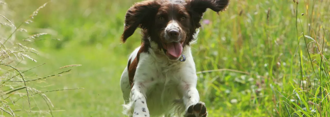 Selina Williams's English springer spaniels Lulu