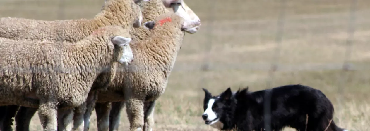 A black and white border collie herds a flock of sheep. Photo by C. MacMillan