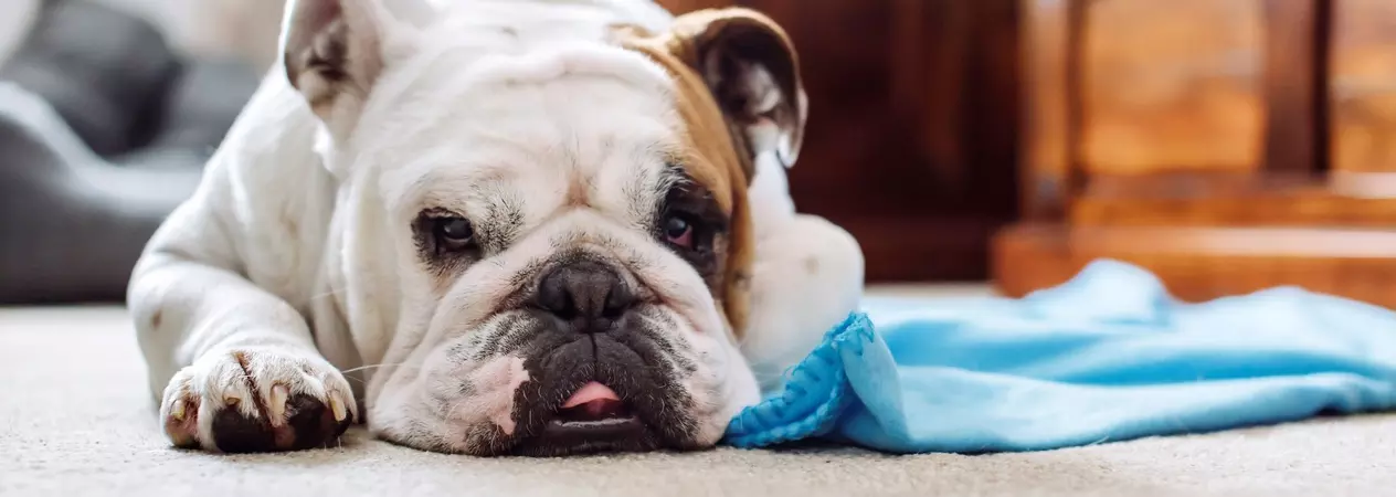 Dennis lying indoors next to a blue blanket