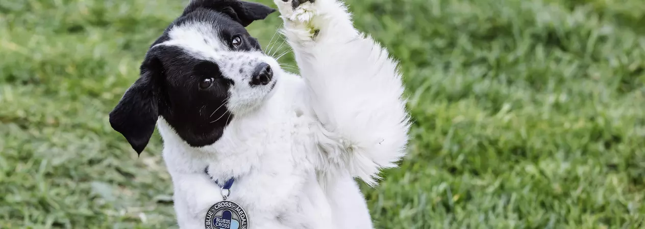 Lily-Rose wearing her medal holding up a paw