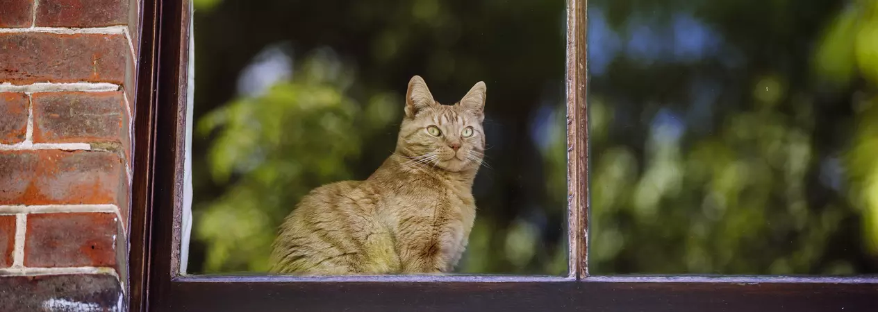Ginger cat Kimovich looks out a window
