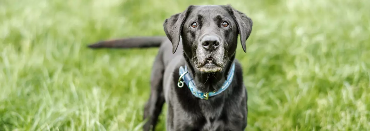 Jake in long grass in a field next to his home