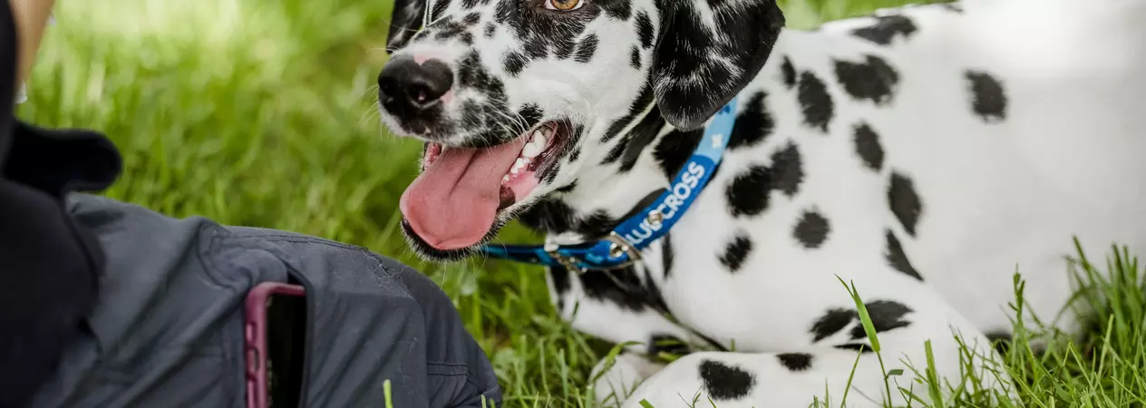 Dylan outside laying down on grass