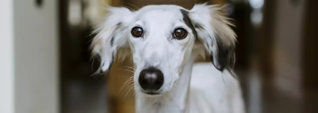 Dog Kadie looking into camera