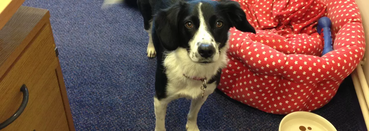 Bonnie at work