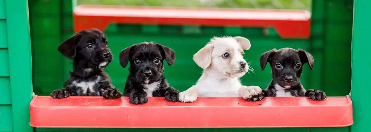 Cherry, Peaches, Apricot and Apple look out of their playhouse