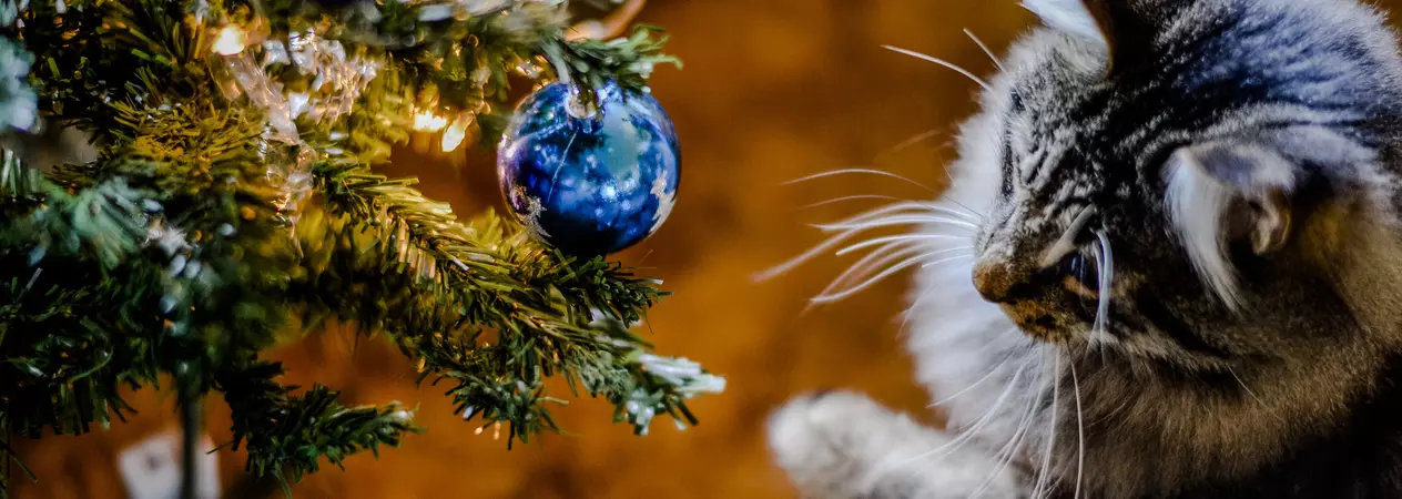 Cat christmas slice