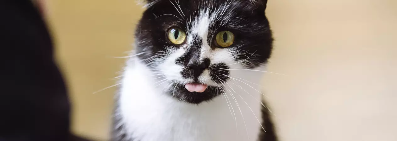 Black and white cat with one ear down and tongue sticking out