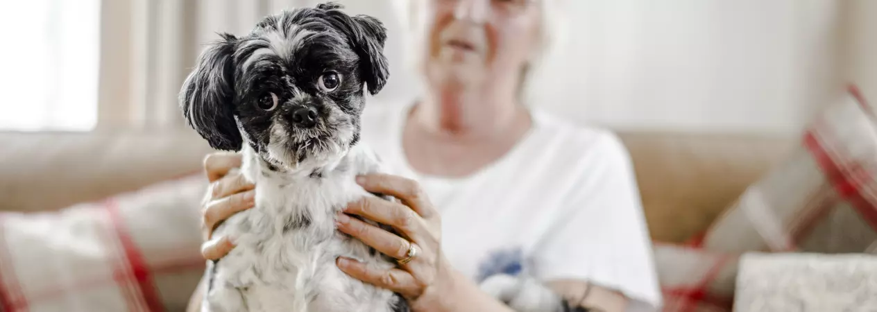 cushings - shih tzu