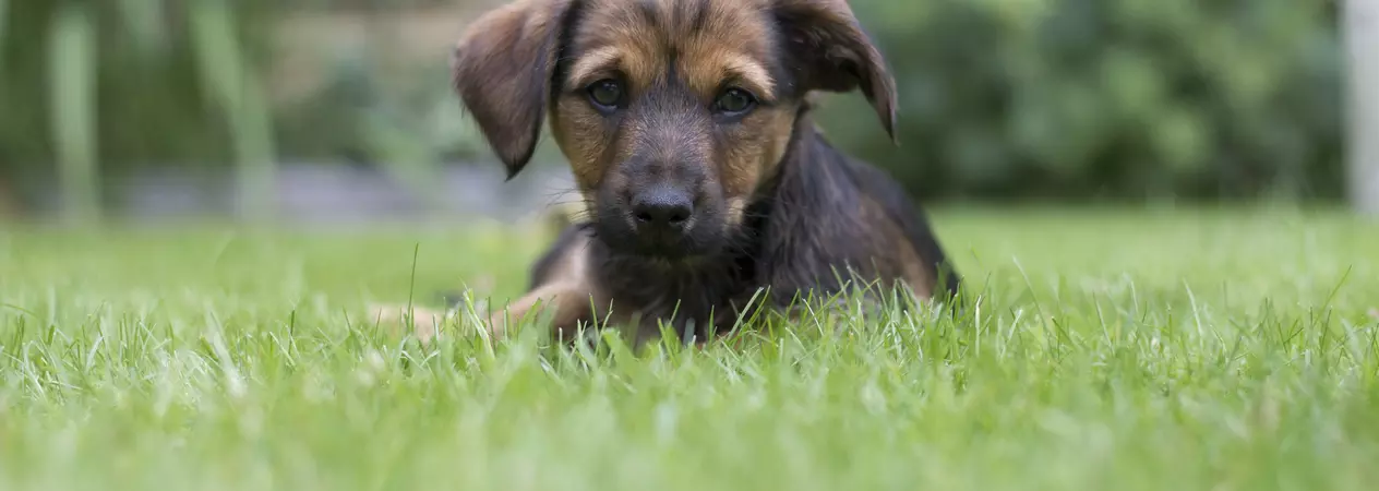 Puppy Alfie in a garden