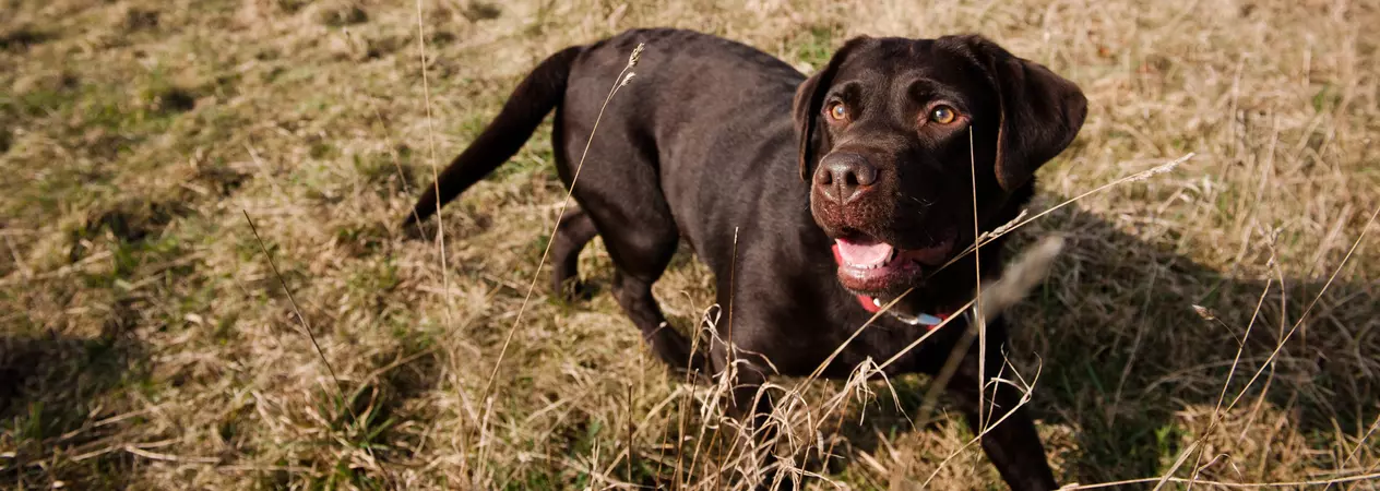 Chocolate labrador walking through long grass
