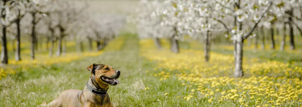 Grass seeds and dogs
